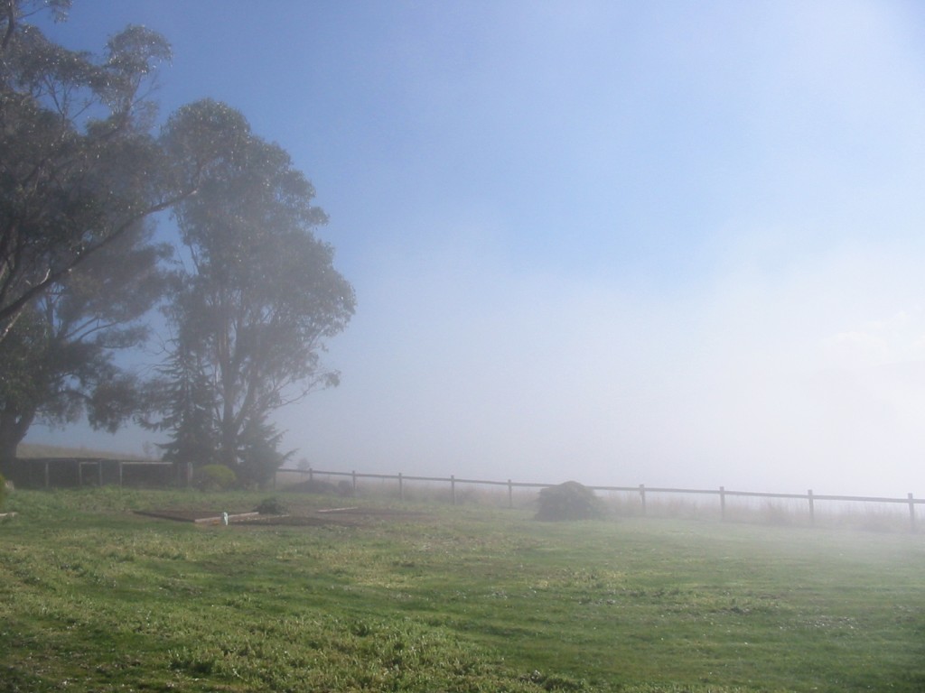 Foggy spring morning
